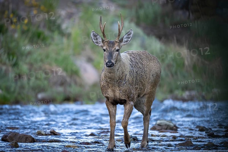 Southern Andean deer (Hippocamelus bisulcus), male with antlers, crossing a rocky mountain stream, Cerro Castillo National Park, Aysén region, Chile