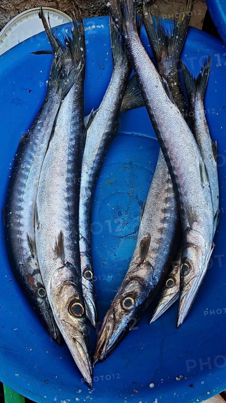 Close-up, Large, slender fish, Barracudas (Sphyraena) lying fresh in a blue bucket, Mindelo fish market, Mindelo, Sao Vicente, Cabo Verde, Cape Verde, Cape Verde Islands