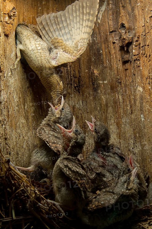 Eurasian Wryneck (Jynx torquilla) feeding chicks in nesting box, Saxony, Germany