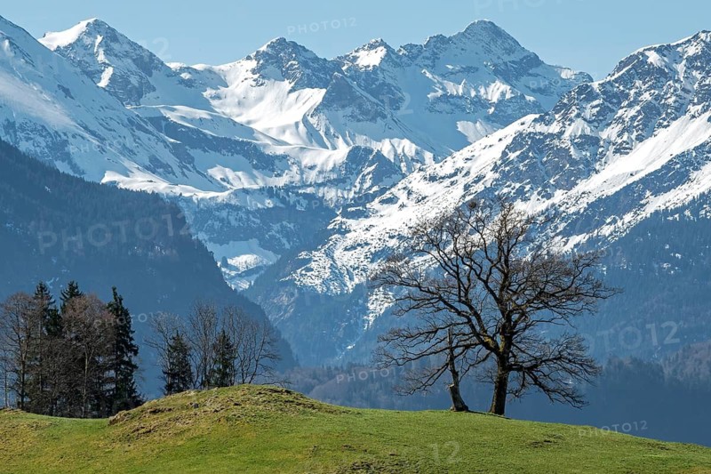 Group of trees, snow-covered mountains of the Allgäu Alps, near Schöllang, Oberallgäu, Allgäu, Bavaria, Germany