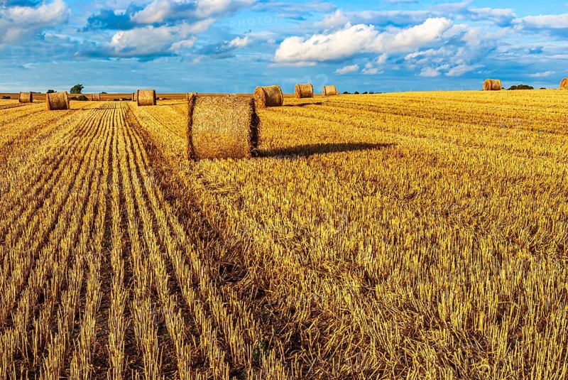 Straw bales on a harvested grain field tell of the end of summer in the countryside near Demmin, Mecklenburg-Western Pomerania, Germany. Straw Bales on a Harvested Grain Field Herald the End of Summer in the Countryside near Demmin, Mecklenburg-Western Pomerania, Germany