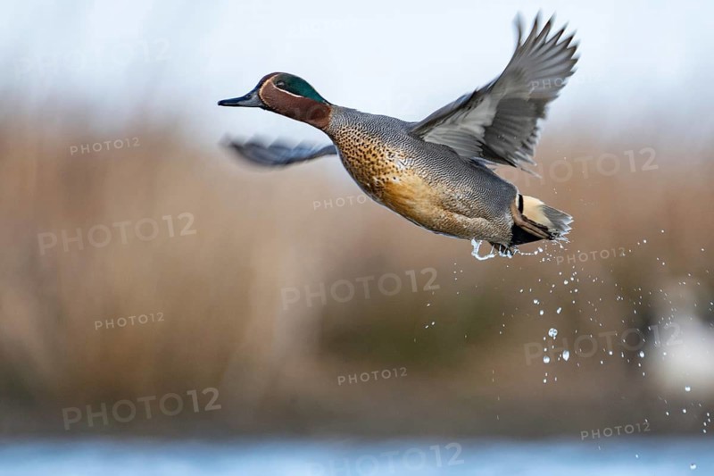 Eurasian Teal (Anas crecca) male taking flight, Schleswig-Holstein, Germany