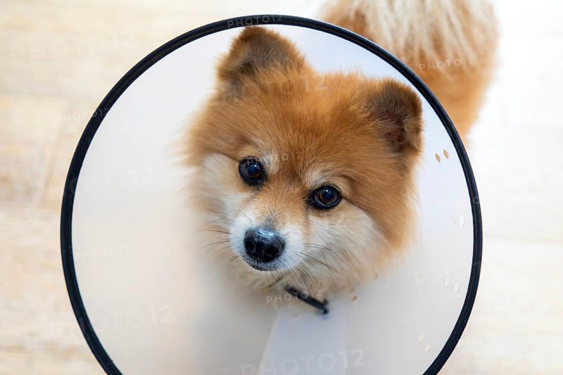 Pomeranian pet dog wearing an Elizabethan collar