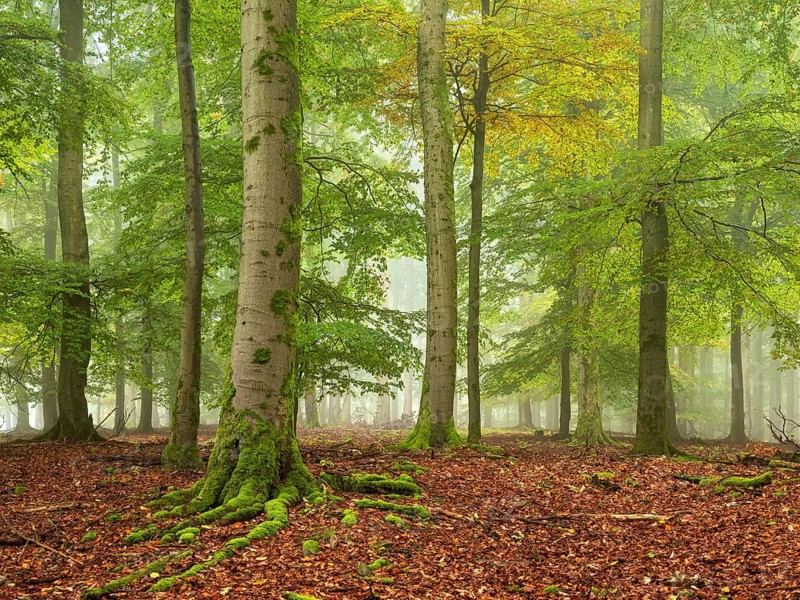 Old beech forest (fagus) in autumn with fog, Kellerwald-Edersee National Park, Hesse, Germany