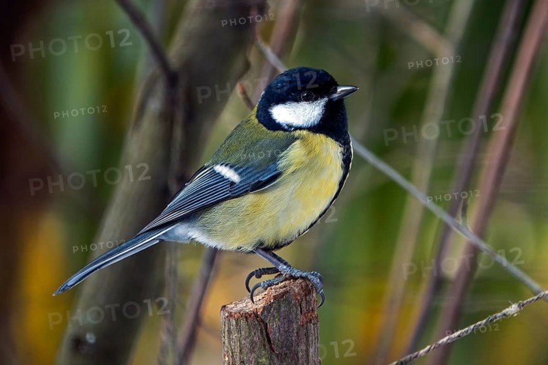 Great tit (Parus major), sitting on a branch, Baden-Württemberg, Germany