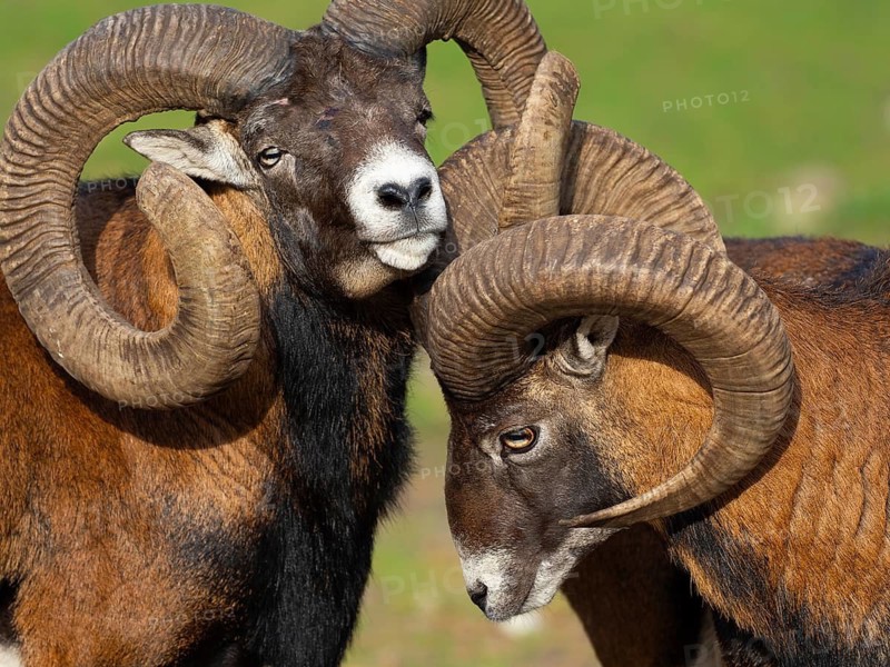 Two grouches have wedged their horns, North Rhine-Westphalia, Germany