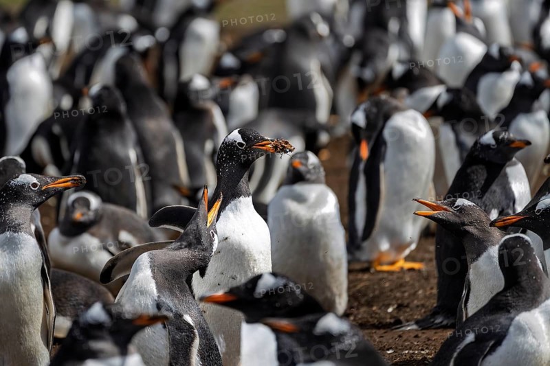 Gentoo penguin (Pygoscelis papua), adult bird with nesting material in its beak in the middle of the colony, calling conspecifics, Volunteer Point, East Falkland, Falkland Islands
