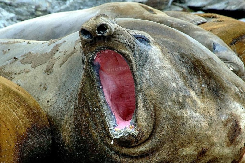 Animals, mammals, resting elephant seal, South Georgia, Antarctica