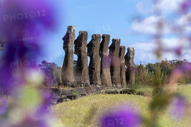 Moai stone figures on the platform of Ahu Akivi, seven statues set up in a row with views of the interior, blurred purple flowers in the foreground, Rapa Nui National Park, Easter Island, Chile