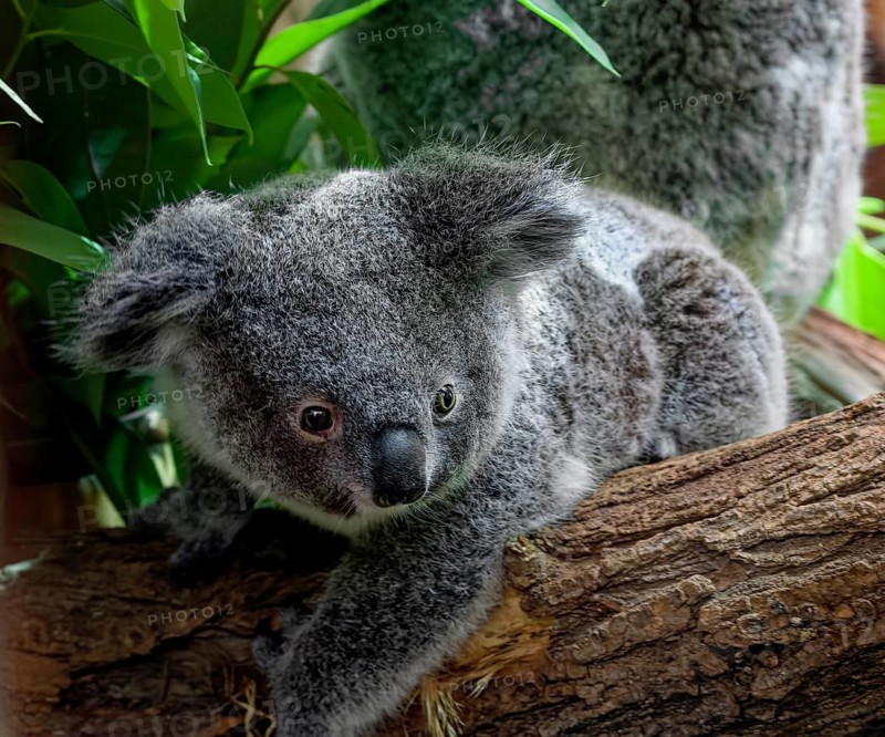 Animal portrait, koala (Phascolarctos cinereus), marsupial mammal, koala bear, animal cub, animal child, captive, distribution east of Australia