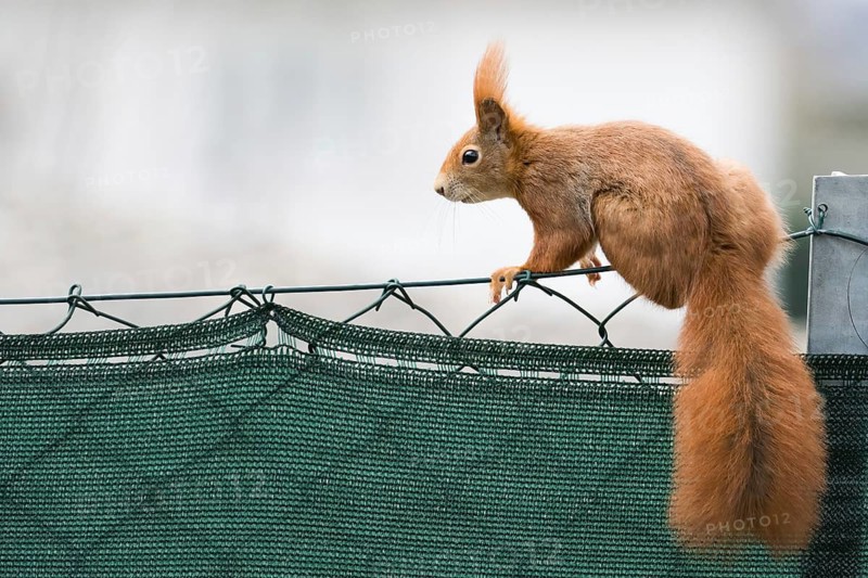 A squirrel (Sciurus vulgaris) balancing on a fence with urban background, Hesse, Germany