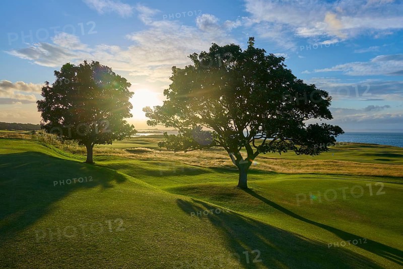 Two trees on a golf course at sunset with long shadows and blue sky, North Berwick, East Lothian, Scotland, United Kingdom, Great Britain