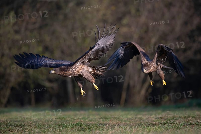 White-tailed eagle (Haliaeetus albicilla), juvenile, young white-tailed eagle in flight, Podlaskie Voivodeship, Poland