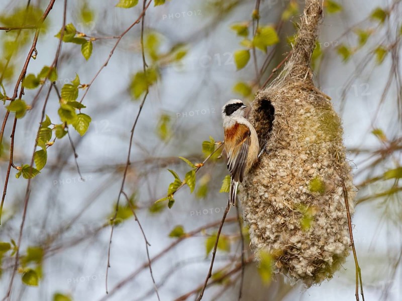 Eurasian Penduline Tit (Remiz pendulinus) female at nest, Poland