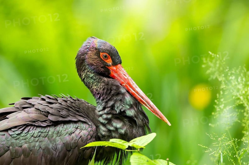 Black stork (Ciconia nigra) standing on a meadow, Bavaria, Germany