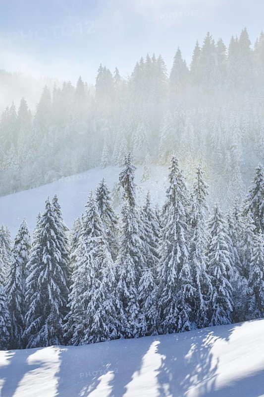 Freshly snow-covered spruce forest