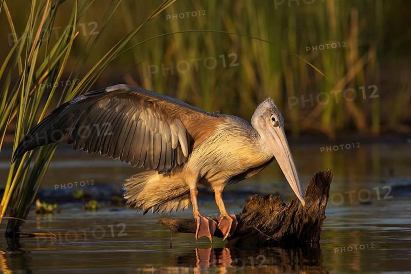 Pink-backed Pelican (Pelecanus rufescens) juvenile, Nechisar National Park, Ethiopia