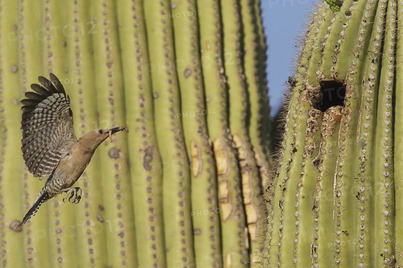 Gila Woodpecker (Melanerpes uropygialis) female flying, Arizona, USA