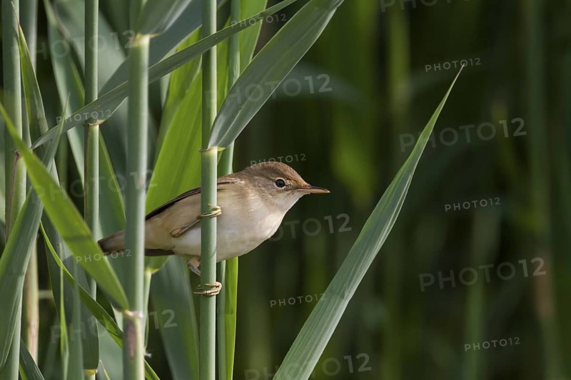 Common Reed Warbler - Teichrohrsänger - Acrocephalus scirpaceus ssp. scirpaceus, Germany