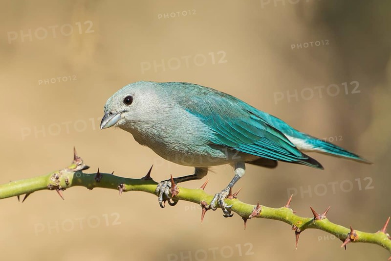 Sayaca Tanager (Thraupis sayaca) perched on a thorny branch, Bolivia