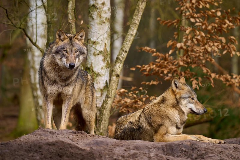 Wolves in the forest on a hill, surrounded by trees and leaves, Wolf (Canis lupus), Germany