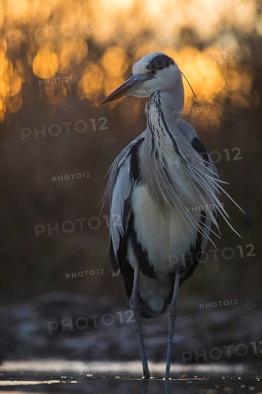 Grey Heron (Ardea cinerea) in the morning light, Pusztaszer, Hungary