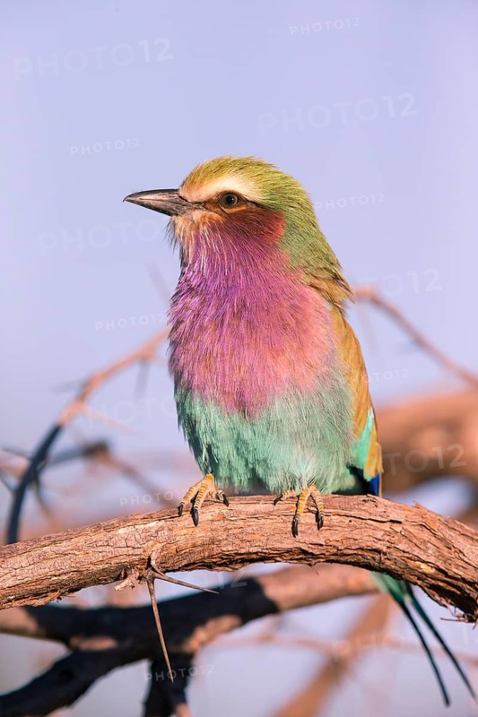 Africa, Botswana, Fork-tailed Roller, Coracias caudatus, Botswana