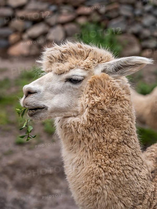Alpaca (Lama pacos), Inca complex at Pisac, Sacred Valley of the Incas, Cusco, Peru
