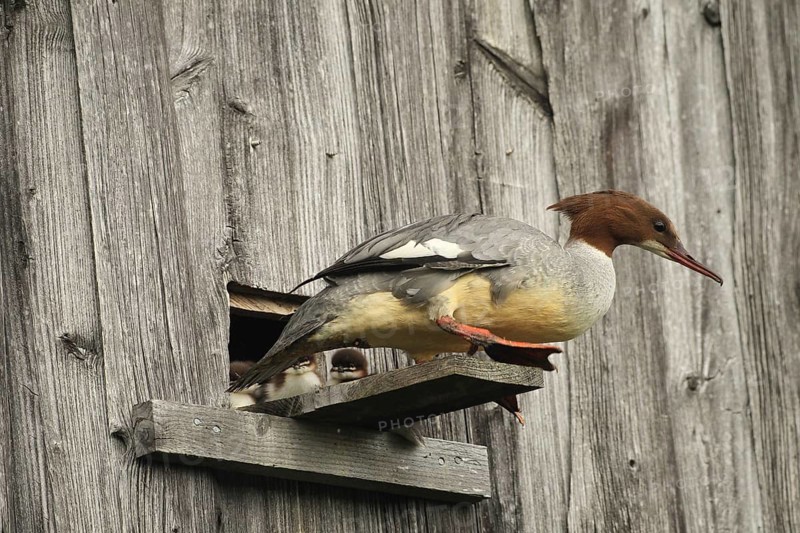 Goosander (Mergus merganser) female at the breeding den in a field barn, a few seconds in front of jumping into the deep, Allgäu, Bavaria, Germany, Allgäu, Bavaria, Germany