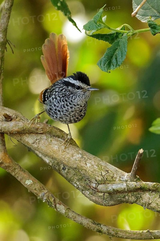 Rufous-tailed Antbird (Drymophila genei) perched on a branch in the Atlantic Rainforest Region of Brazil