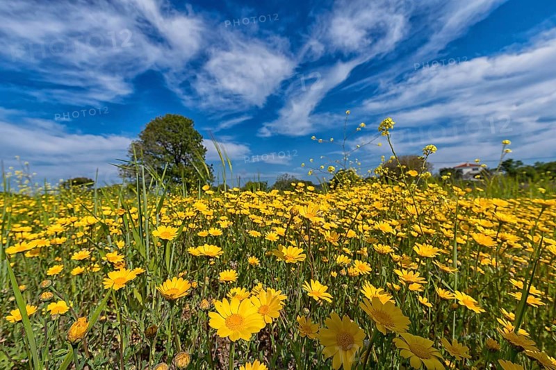 Landscape in Greece, flower meadow, tree, spring, island Lesbos Lesbos, Greece