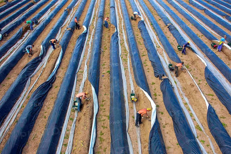 Klaistow, 29.04.14 JE - Aerial view of Polish harvest workers harvesting asparagus