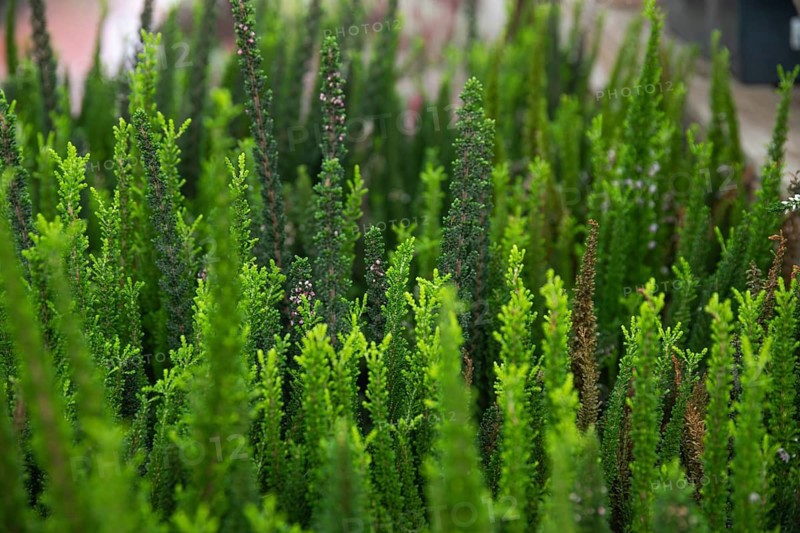 Vibrant close-up image showcasing a variety of lush, green conifer plants at a garden center, demonstrating the diversity and beauty of garden flora