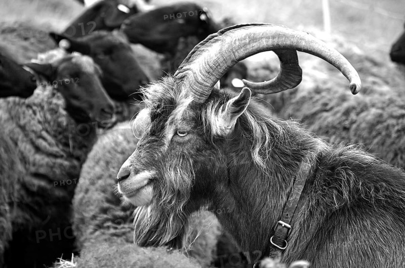 Goat (Capra aegagrus hircus), Thuringian billy goat, black and white, Rögnitz, Mecklenburg-Western Pomerania, Germany