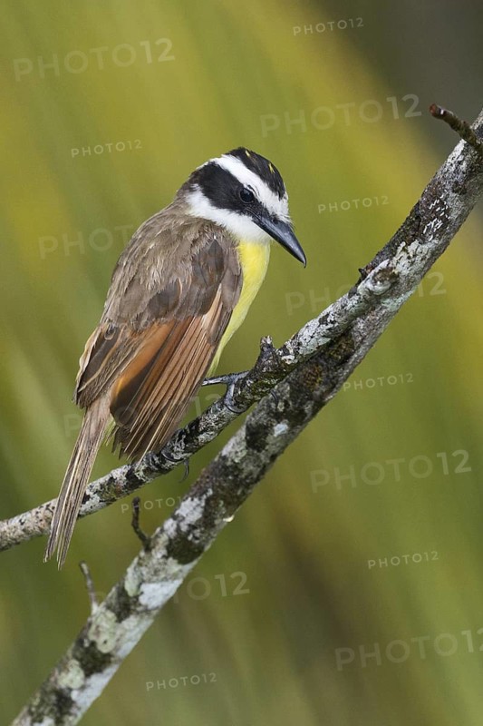 Great Kiskadee (Pitangus sulphuratus), Costa Rica