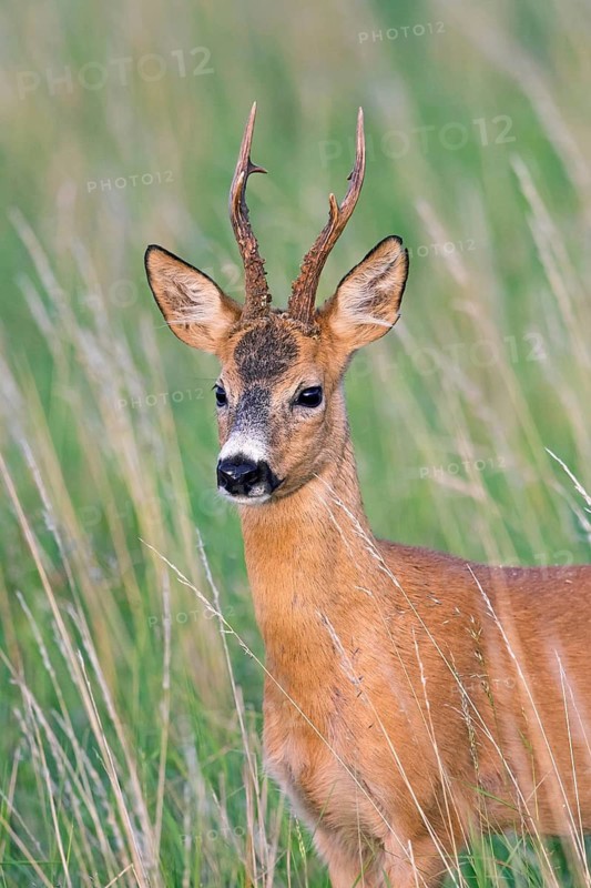 European roe deer (Capreolus capreolus) close-up portrait of buck, male with big antlers in grassland in summer