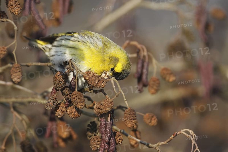 Eurasian Siskin (Spinus spinus) male, Berlin, Germany