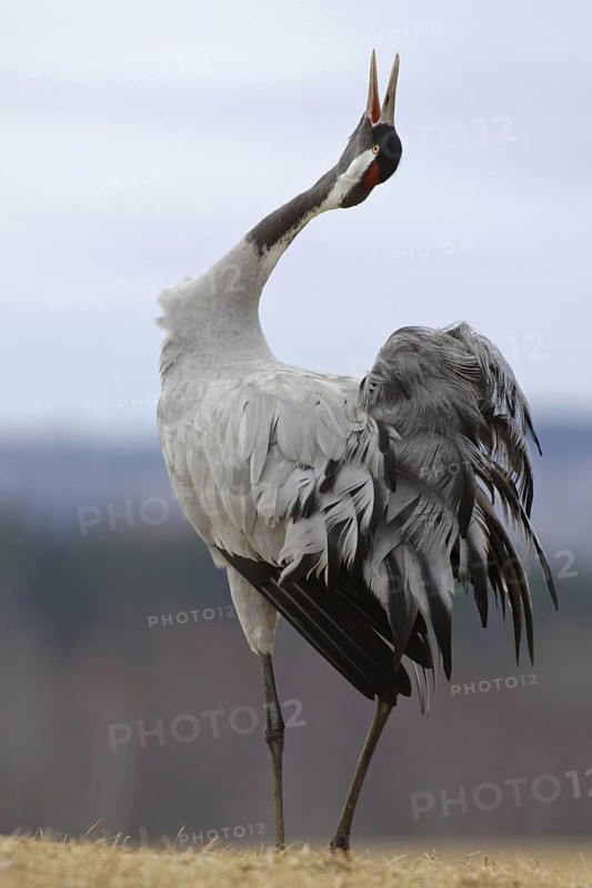 Common Crane (Grus grus) mating calling, Vaestergoetland, Sweden