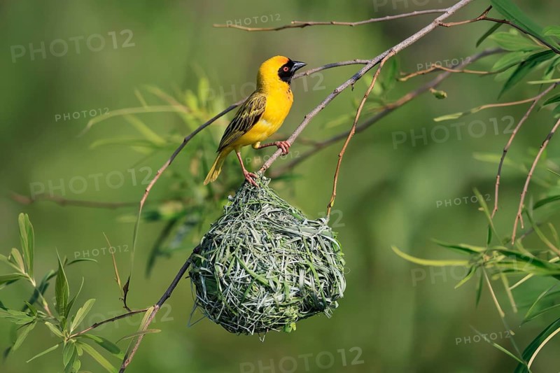 Masked Weaver (Ploceus velatus), adult, male, at the nest, alert, Pilanesberg National Park, North West Province, South Africa