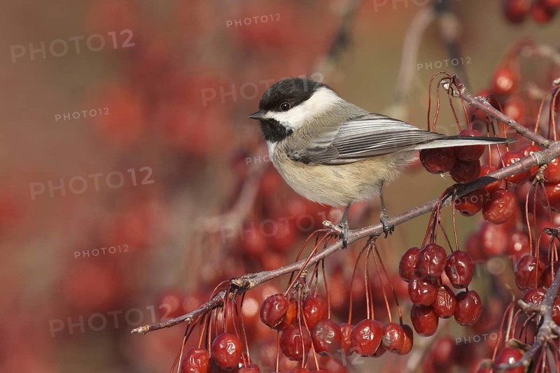 Black-capped Chickadee (Poecile atricapillus), Ohio, USA