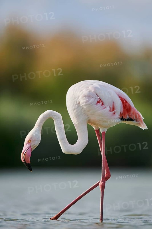 Greater Flamingo (Phoenicopterus roseus) walking in the water, Parc Naturel Regional de Camargue, France