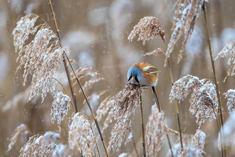 Bearded Reedling (Panurus biarmicus) male perched in reedbed, Baden-Wuerttemberg, Germany