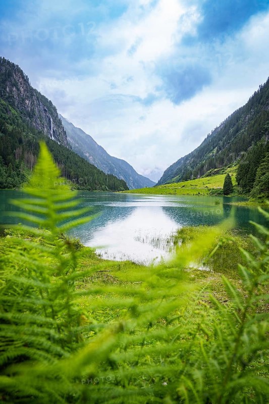 A lake surrounded by mountains and forest, with a fern in the foreground and blue sky above, Stilluptal, Zillertal. Austria