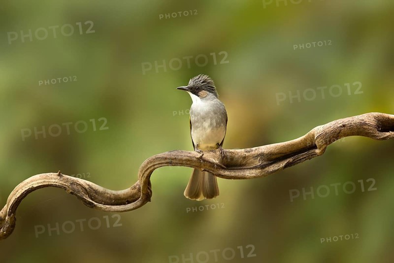 Ashy Bulbul (Hemixos flavala) perched on a branch, Yunnan, China