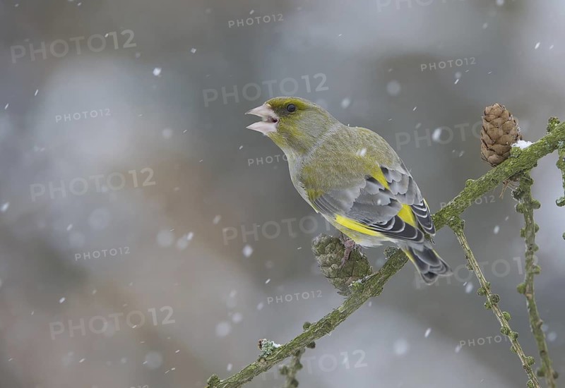European Greenfinch (Chloris chloris), Saxony, Germany