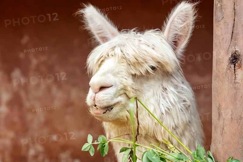 Alpaca (Vicugna pacos), Cusco, Peru