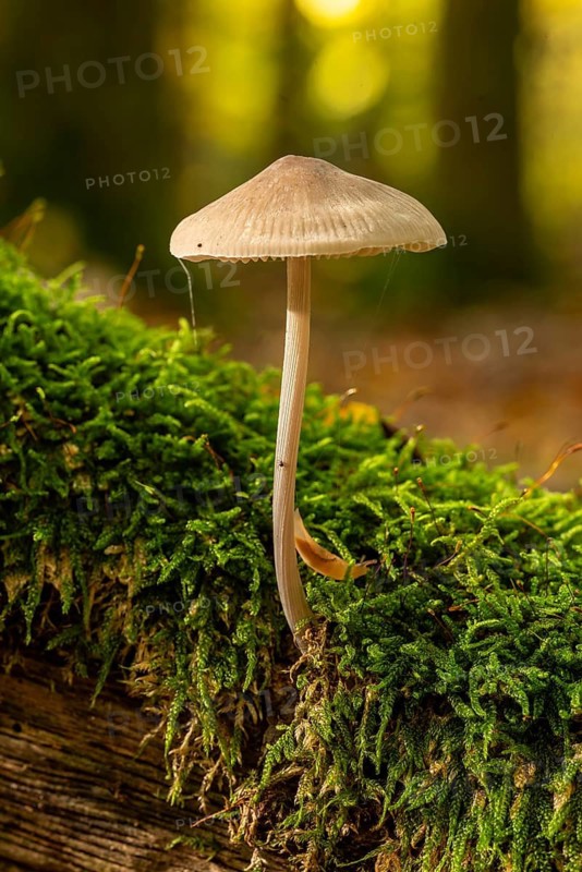 Close-up of a single mushroom on moss-covered dead wood, autumn atmosphere in the forest, North Rhine-Westphalia, Germany