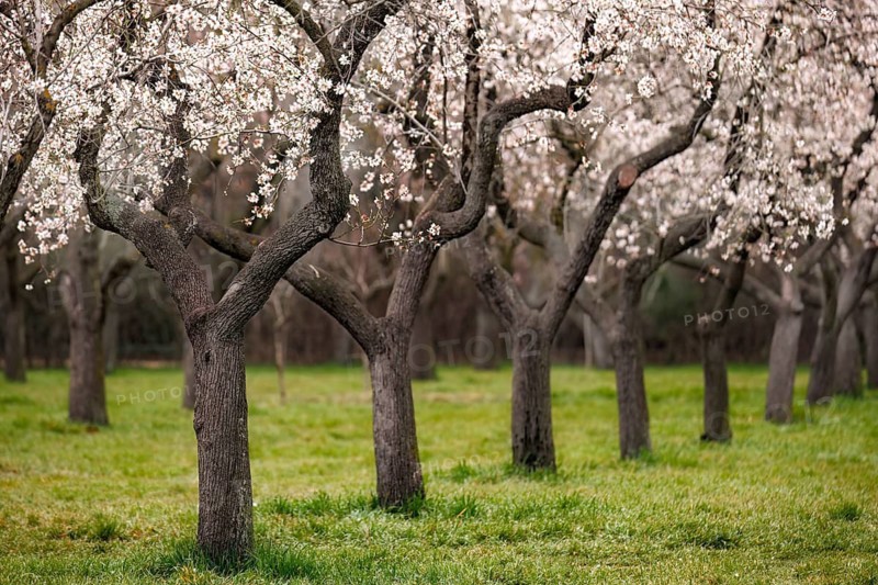 A peaceful park of almond trees in full bloom, showcasing delicate white blossoms against a backdrop of lush green grass and a serene woodland setting in the Quinta de los Molinos park