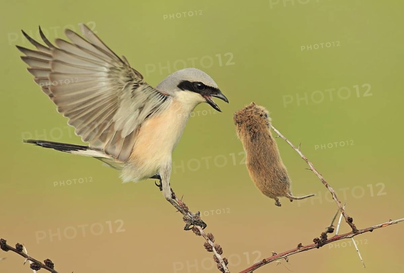 Red-backed Shrike (Lanius collurio) male, Baden-Wuerttemberg, Germany