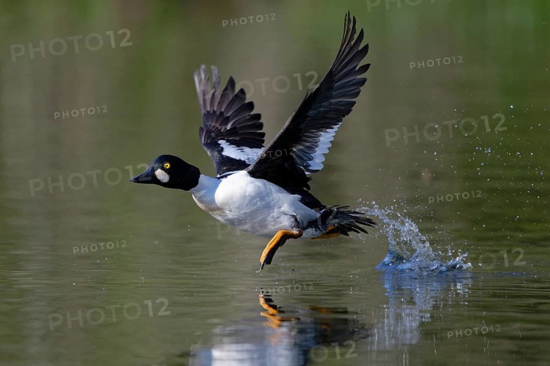 Common Goldeneye (Bucephala clangula) male flying, Saxony, Germany
